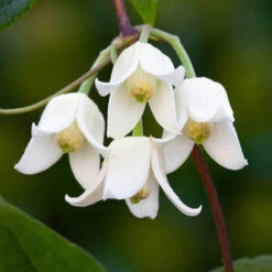 Clematis 'Winter Treasures' Collection 7/9cm X3 12 Clematis 'Winter Treasures' Collection 7/9cm X3 -OWL Plant Shop 550312 4