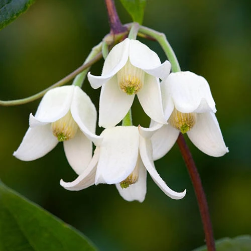 Clematis Evergreen 'Winter Beauty' 9cm X3 3 Clematis Evergreen 'Winter Beauty' 9cm X3