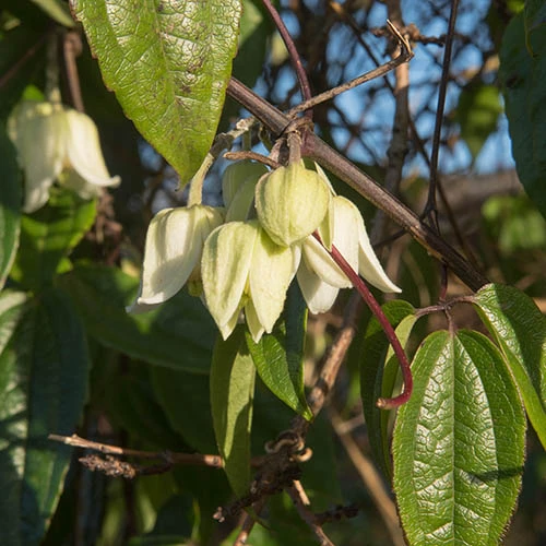 Clematis Evergreen 'Winter Beauty' 9cm X3 4 Clematis Evergreen 'Winter Beauty' 9cm X3 - Image 2