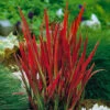 Imperata 'Red Baron' - Blood Grass 2 Imperata 'Red Baron' - Blood Grass -OWL Plant Shop 560017