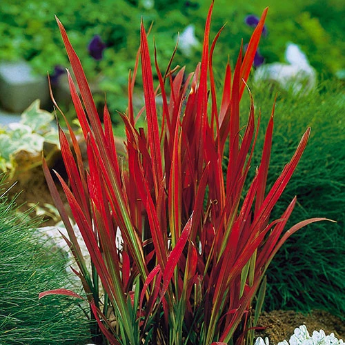 Imperata 'Red Baron' - Blood Grass 3 Imperata 'Red Baron' - Blood Grass