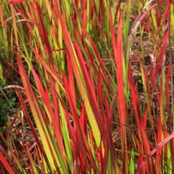 Imperata 'Red Baron' - Blood Grass 10 Imperata 'Red Baron' - Blood Grass -OWL Plant Shop 560017 1