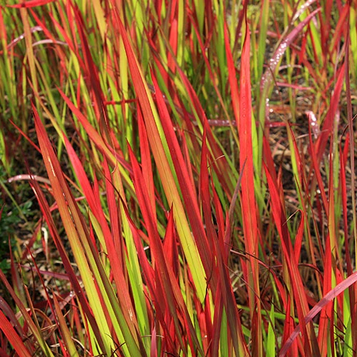 Imperata 'Red Baron' - Blood Grass 4 Imperata 'Red Baron' - Blood Grass - Image 2