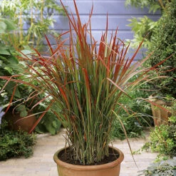 Imperata 'Red Baron' - Blood Grass 11 Imperata 'Red Baron' - Blood Grass -OWL Plant Shop 560017 2