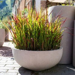 Imperata 'Red Baron' - Blood Grass 12 Imperata 'Red Baron' - Blood Grass -OWL Plant Shop 560017 3