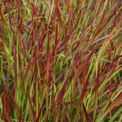 Imperata 'Red Baron' - Blood Grass 13 Imperata 'Red Baron' - Blood Grass -OWL Plant Shop 560017 4