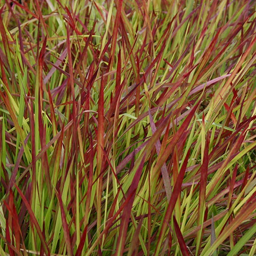 Imperata 'Red Baron' - Blood Grass 7 Imperata 'Red Baron' - Blood Grass - Image 5