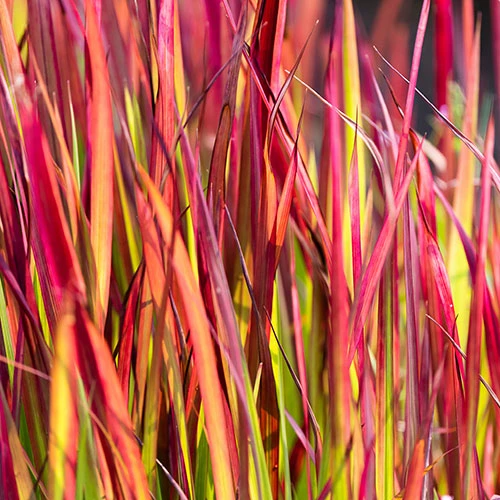 Imperata 'Red Baron' - Blood Grass 8 Imperata 'Red Baron' - Blood Grass - Image 6
