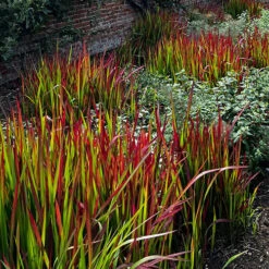 Imperata 'Red Baron' - Blood Grass 15 Imperata 'Red Baron' - Blood Grass -OWL Plant Shop 560017 6