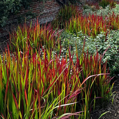 Imperata 'Red Baron' - Blood Grass 9 Imperata 'Red Baron' - Blood Grass - Image 7