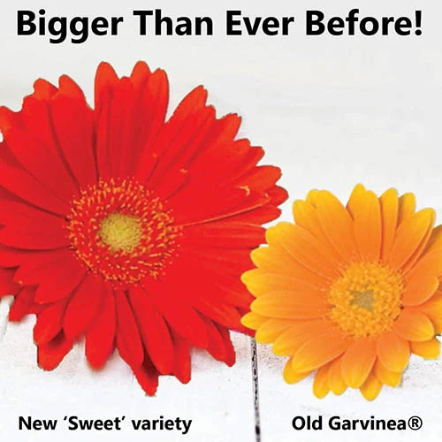 Gerbera Garvinea 'Sweet' Series 4 Gerbera Garvinea 'Sweet' Series - Image 3