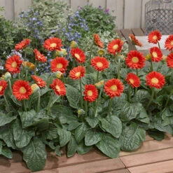 Gerbera Garvinea 'Sweet' Series 12 Gerbera Garvinea 'Sweet' Series -OWL Plant Shop 560047 4