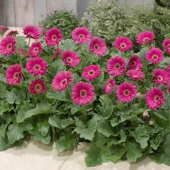 Gerbera Garvinea 'Sweet' Series 13 Gerbera Garvinea 'Sweet' Series -OWL Plant Shop 560047 5