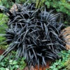 Ophiopogon 'Black Dragon Grass' 1 Ophiopogon 'Black Dragon Grass' -OWL Plant Shop 560194