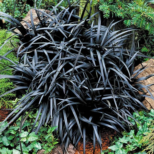 Ophiopogon 'Black Dragon Grass' 3 Ophiopogon 'Black Dragon Grass'