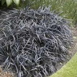 Ophiopogon 'Black Dragon Grass' 7 Ophiopogon 'Black Dragon Grass' -OWL Plant Shop 560194 1