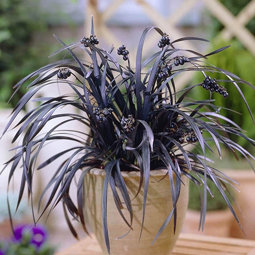 Ophiopogon 'Black Dragon Grass' 5 Ophiopogon 'Black Dragon Grass' - Image 3