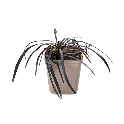 Ophiopogon 'Black Dragon Grass' 6 Ophiopogon 'Black Dragon Grass' - Image 4