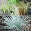 Ornamental Grasses Collection 1 Ornamental Grasses Collection -OWL Plant Shop 560214