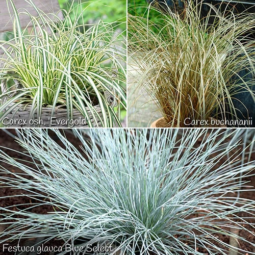 Ornamental Grasses Collection 3 Ornamental Grasses Collection
