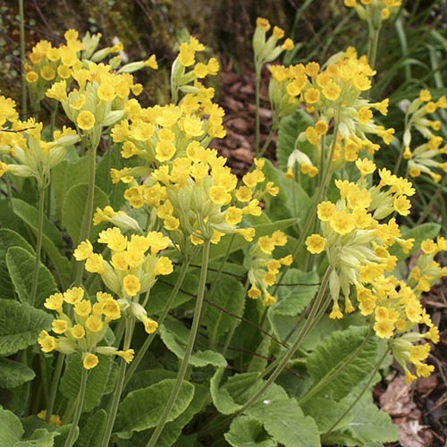 Cowslip, Primula Veris 3 Cowslip, Primula Veris