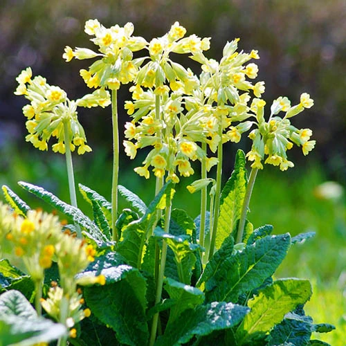 Cowslip, Primula Veris 4 Cowslip, Primula Veris - Image 2