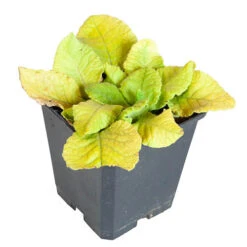 Cowslip, Primula Veris 7 Cowslip, Primula Veris -OWL Plant Shop 560216 2