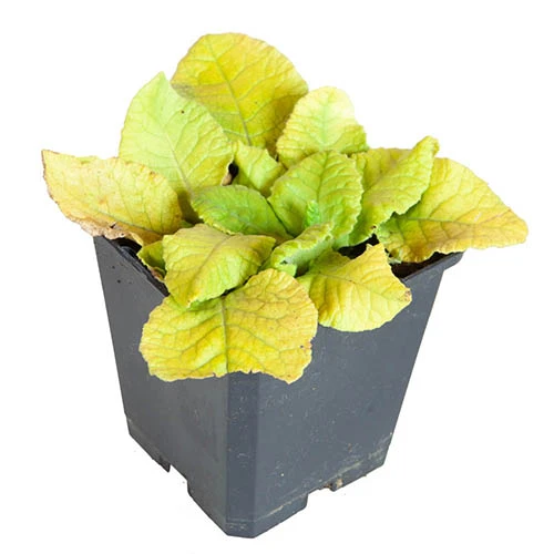 Cowslip, Primula Veris 5 Cowslip, Primula Veris - Image 3