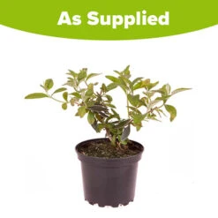 Buddleia 'Sungold' 11 Buddleia 'Sungold' -OWL Plant Shop 560498 4