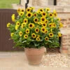 Patio Sunflower 'Sunbelievable' 2 Patio Sunflower 'Sunbelievable' -OWL Plant Shop 560541