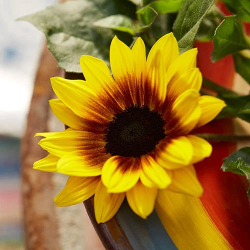 Patio Sunflower 'Sunbelievable' 4 Patio Sunflower 'Sunbelievable' - Image 2