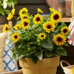 Patio Sunflower 'Sunbelievable' 13 Patio Sunflower 'Sunbelievable' -OWL Plant Shop 560541 2