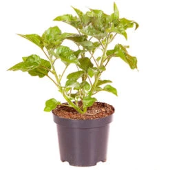 Patio Sunflower 'Sunbelievable' 15 Patio Sunflower 'Sunbelievable' -OWL Plant Shop 560541 4