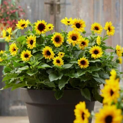 Patio Sunflower 'Sunbelievable' 16 Patio Sunflower 'Sunbelievable' -OWL Plant Shop 560541 5