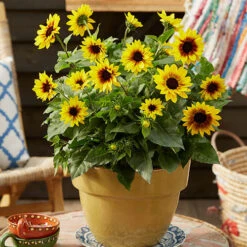 Patio Sunflower 'Sunbelievable' 17 Patio Sunflower 'Sunbelievable' -OWL Plant Shop 560541 6