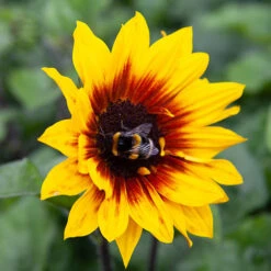 Patio Sunflower 'Sunbelievable' 18 Patio Sunflower 'Sunbelievable' -OWL Plant Shop 560541 7