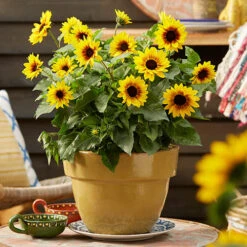Patio Sunflower 'Sunbelievable' 19 Patio Sunflower 'Sunbelievable' -OWL Plant Shop 560541 8