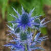 Eryngium Planum 'Blue Hobbit' 1 Eryngium Planum 'Blue Hobbit' -OWL Plant Shop 560565