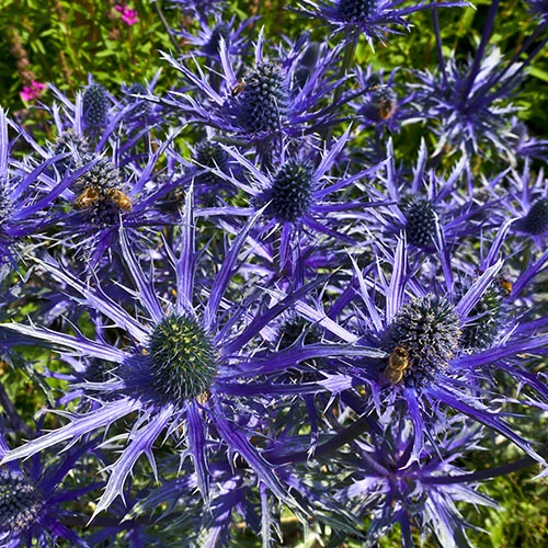 Eryngium Planum 'Blue Hobbit' 4 Eryngium Planum 'Blue Hobbit' - Image 2