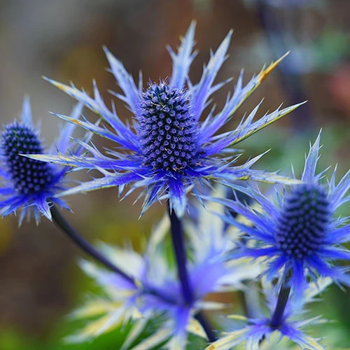 Eryngium Planum 'Blue Hobbit' 5 Eryngium Planum 'Blue Hobbit' - Image 3