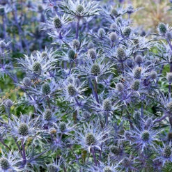 Eryngium Planum 'Blue Hobbit' 9 Eryngium Planum 'Blue Hobbit' -OWL Plant Shop 560565 3