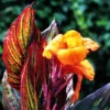 Canna 'Tropicanna' 9cm 1 Canna 'Tropicanna' 9cm -OWL Plant Shop 560606