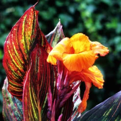 Canna 'Tropicanna' 9cm