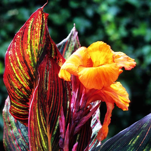 Canna 'Tropicanna' 9cm 2 Canna 'Tropicanna' 9cm