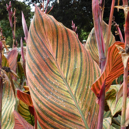 Canna 'Tropicanna' 9cm 3 Canna 'Tropicanna' 9cm - Image 2