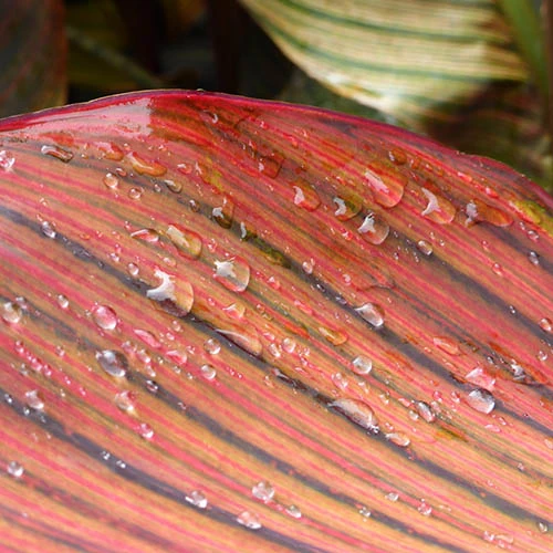 Canna 'Tropicanna' 9cm 5 Canna 'Tropicanna' 9cm - Image 4