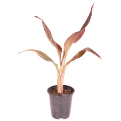 Canna 'Tropicanna' 9cm 13 Canna 'Tropicanna' 9cm -OWL Plant Shop 560606 5