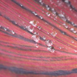 Canna 'Tropicanna' 9cm 14 Canna 'Tropicanna' 9cm -OWL Plant Shop 560606 6