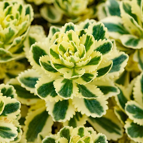 Sedum Takesimense 'Atlantis' Stonecrop 4 Sedum Takesimense 'Atlantis' Stonecrop - Image 2