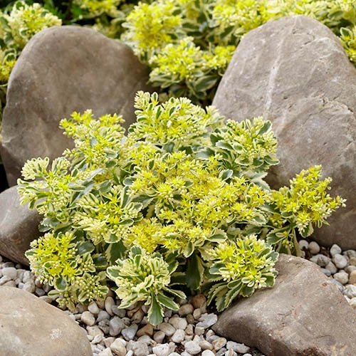 Sedum Takesimense 'Atlantis' Stonecrop 5 Sedum Takesimense 'Atlantis' Stonecrop - Image 3